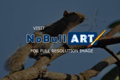 Wild Animals - Squirrell - Digital