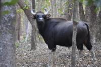 Wild Animals - Indian Bisont Gaur - Nikon D90