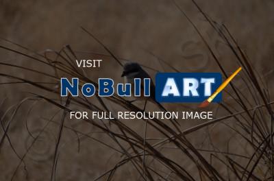 Birds - Sparrow - Nikon D90