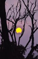 Jungle Sunset - Nikon D90 Photography - By Buro Lsk, Naturalist Photography Artist