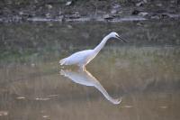 White Heron In The River - Nikon D90 Photography - By Buro Lsk, Naturalist Photography Artist