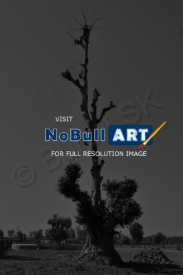Landscapes - Lonely Tree - Nikon D90