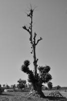 Lonely Tree - Nikon D90 Photography - By Buro Lsk, Black And White Photography Artist