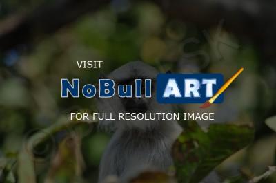 Wild Animals - Young Langur - Nikon D90