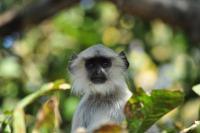 Young Langur - Nikon D90 Photography - By Buro Lsk, Naturalist Photography Artist