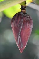 Plants And Flowers - Flower Of Banana Tree - Nikon D90