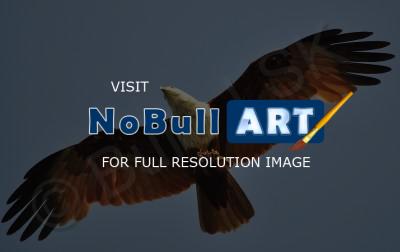 Birds - Brahminy Kite 2 - Nikon D90