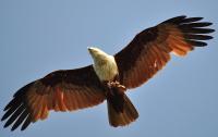 Brahminy Kite 2 - Nikon D90 Photography - By Buro Lsk, Naturalist Photography Artist