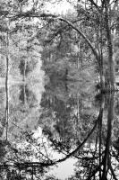 Reflexed Jungle - Nikon D90 Photography - By Buro Lsk, Black And White Photography Artist