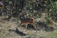 Spotted Deer Runaway - Nikon D90 Photography - By Buro Lsk, Naturalist Photography Artist