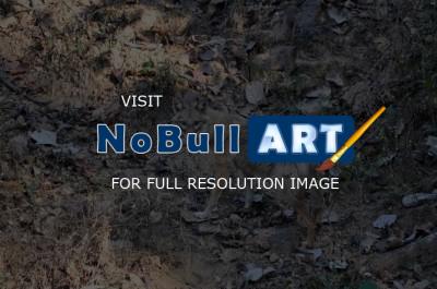 Wild Animals - Jackal 2 - Nikon D90