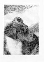Dog 1--Cardboard Engraving - Cardboard Engraving Printmaking - By D Matzen, Representational Printmaking Artist