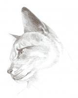 Cat - Pencil Drawings - By Amal Saleh, Using Grid Drawing Artist
