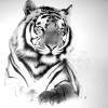 Tiger - Ink Drawings - By Giampiero Damanias, Ink Drawing Artist