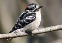 Young Male Downey Woodpecker - 8 12 X 11 Archival Matte Photography - By Donna Kennedy, Nature  Birds Photography Artist
