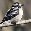 Young Male Downey Woodpecker - 8 12 X 11 Archival Matte Photography - By Donna Kennedy, Nature  Birds Photography Artist