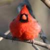 Cardinal - Male - Matte Photo Paper Photography - By Donna Kennedy, Nature  Birds Photography Artist