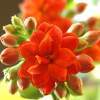 Kalanchoe - Digital Slr Photography - By Donna Kennedy, Nature Floral Photography Artist