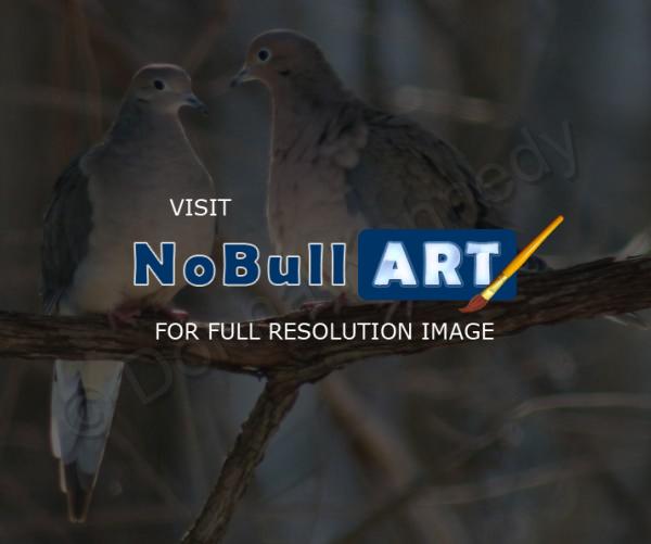 Bird Photography - Dove Love - Digital Slr