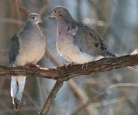 Dove Love - Digital Slr Photography - By Donna Kennedy, Nature  Birds Photography Artist