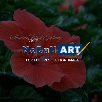 Floral Photography - Hibiscus - 8 12 X 11 Archival Matte