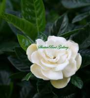 Floral Photography - Gardenia - 8 12 X 11 Archival Matte