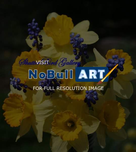 Floral Photography - Daffodils And Blue Bottles - 8 12 X 11 Archival Matte
