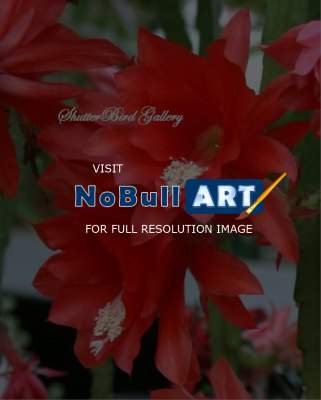 Floral Photography - Orchid Cactus 2 - 8 12 X 11 Archival Matte