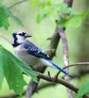 Bird Photography - Summer Blue Jay - 8 12 X 11 Archival Matte