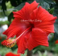 Floral Photography - Red Hibiscus - 8 12 X 11 Archival Matte