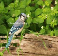 Blue Jay - 8 12 X 11 Archival Matte Photography - By Donna Kennedy, Digital Slr Photography Photography Artist