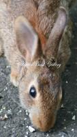 Bunny Face - 8 12 X 11 Archival Matte Photography - By Donna Kennedy, Nature Wildlife Photography Artist