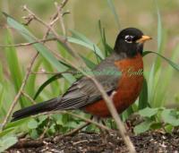 Springtime Robin - Digital Slr Photography On 85 Photography - By Donna Kennedy, Nature  Birds Photography Artist