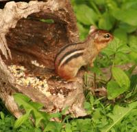 Chippy In The Log - Matte Photo Paper Photography - By Donna Kennedy, Digital Slr Photography Photography Artist