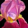 Purple Bearded Iris - Oil Paintings - By Dottie Kinn, Realism Painting Artist