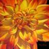 Yellow And Orange Variegated Dahlia - Oil Paintings - By Dottie Kinn, Realism Painting Artist