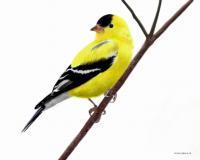 American Goldfinch - Digital Painting Digital - By Kevan Tollefson, Digital Digital Artist