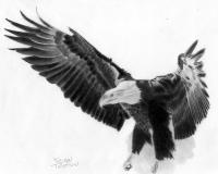 Flying Eagle - Pencil Drawings - By Kevan Tollefson, Freehand Drawing Artist