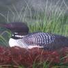 Dads Loon - Acrylic Paintings - By Dana Arvidson, Nature Painting Artist