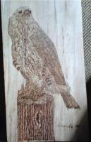 Loggers Hawk - Pyrography Woodwork - By Dana Arvidson, Realism Woodwork Artist
