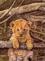 Wildlife - Lion Cub - Colored Pencil