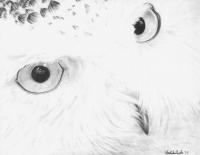 Heres Lookin At You - Graphite On Bristol Drawings - By Christopher Brooks, Realism Drawing Artist