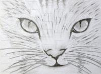 Kitten - Graphite Drawings - By Michelle Deault, Hand Drawn Drawing Artist