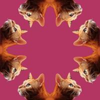 Symmetrically Balanced Cats - Digital Digital - By Karly Krempges, Digital Art Digital Artist