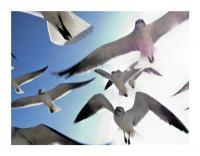 Untitled - 35Mm Photography - By Michael Pisula, Wildlife - Seagulls Photography Artist