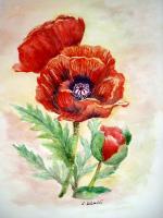 Poppies - Watercolor Paintings - By Erika Kohutovic, Floral Painting Artist