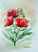Poppies II - Watercolor Paintings - By Erika Kohutovic, Floral Painting Artist