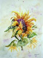 Sunflower - Watercolor Paintings - By Erika Kohutovic, Floral Painting Artist
