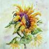 Sunflower - Watercolor Paintings - By Erika Kohutovic, Floral Painting Artist
