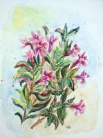 Weigela - Watercolor Paintings - By Erika Kohutovic, Floral Painting Artist